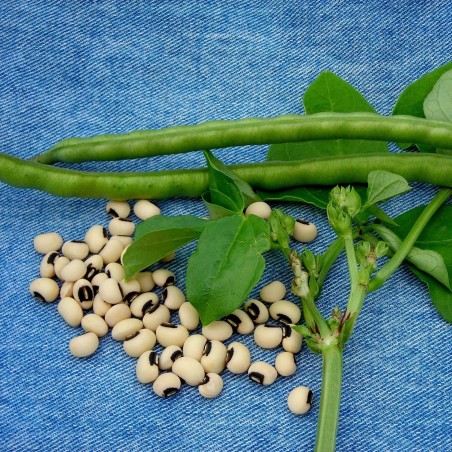 Cowpea Seeds (Vigna unguiculata)  - 2