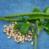 Semi di Cowpea (Vigna unguiculata)  - 2