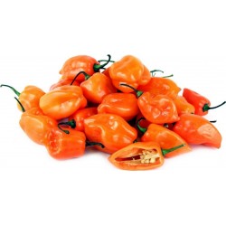 Habanero Orange - Röd Frön (Capsicum chinense)
