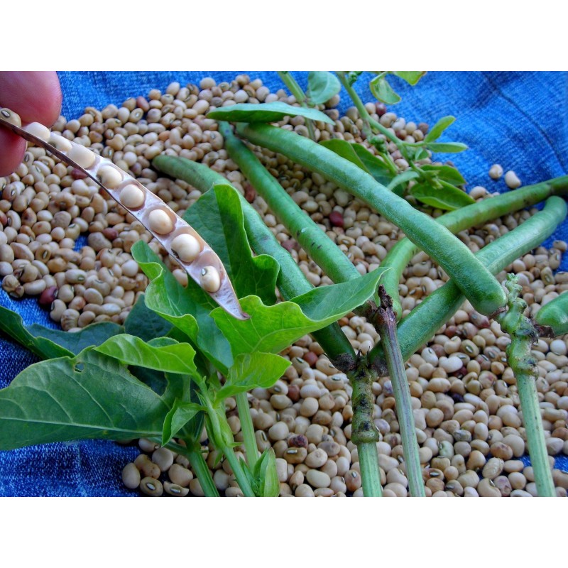Cowpea Seeds (Vigna unguiculata)  - 4