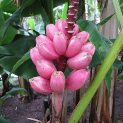 Semi di Banana Rosa (Musa velutina) 1.95 - 1