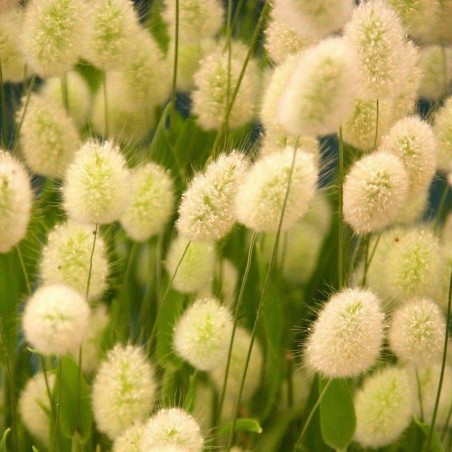 Hare's-tail Grass, Bunnytail Seeds (Lagurus ovatus)|€1.65