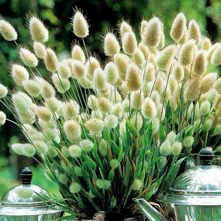 Hare's-tail Grass, Bunnytail Seeds (Lagurus ovatus)|€1.65