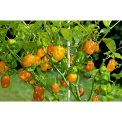 Semillas de Habanero Naranja - Rojo (C. chinense)