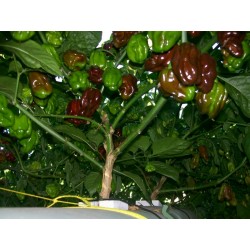 Semillas de Habanero Naranja - Rojo (C. chinense)