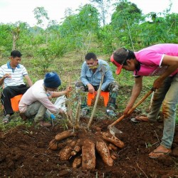 Yuca, Cassava, Maniok Samen (Manihot esculenta) 3 - 1