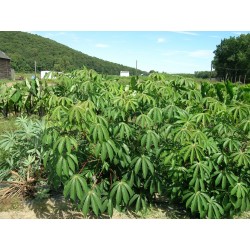 Yuca, Cassava, Maniok Samen (Manihot esculenta) 3 - 2