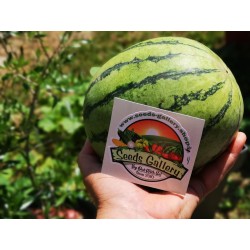 Mini vattenmelonsfrön Sugar Baby 2.25 - 4