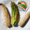 Σπόροι Zea mays, var. tunicata (Pod Corn) | Price: 1,95 € 🌳🌼🌸🌿🌱🍉