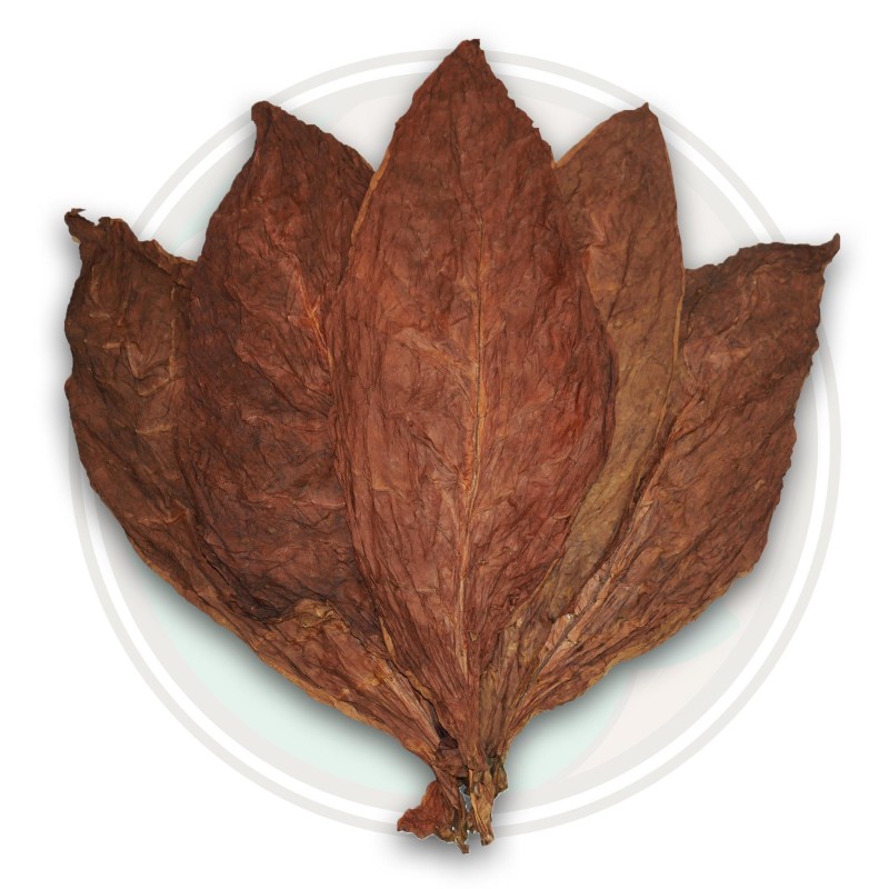 C. Criollo 98 Tobacco Seeds  - 1
