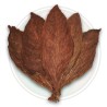 C. Criollo 98 Tobacco Seeds  - 1
