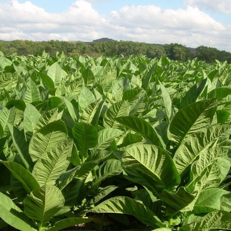 C. Criollo 98 Tobacco Seeds  - 2