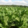 C. Criollo 98 Tobacco Seeds  - 2