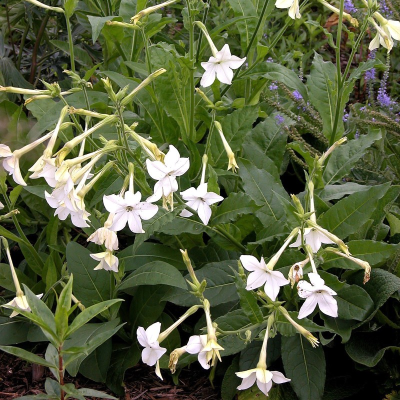 Jasmine Tobacco, Flowering Tobacco Seeds  - 2