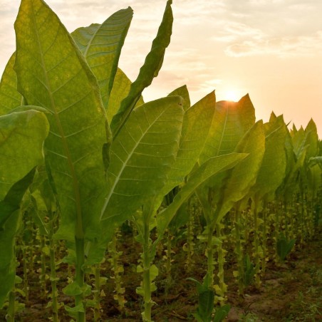 1.95 Graines de Tobacco Latakia Peremochez Orient