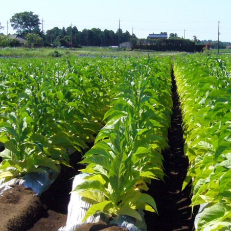 1.95 Latakia Orient Tobacco Seeds