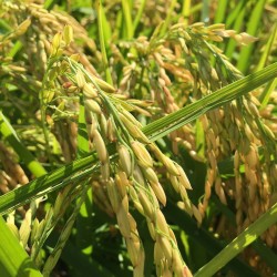 Brown Aromatic, Jasmine Rice Seeds Heirloom Non-Gmo 1.9 - 2