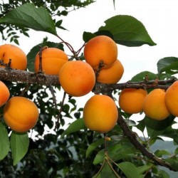 Manchurian Aprikos Frön (Prunus armeniaca) 4.5 - 2
