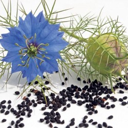 Black Caraway, Black Cumin Seeds (Nigella sativa) 2.45 - 1