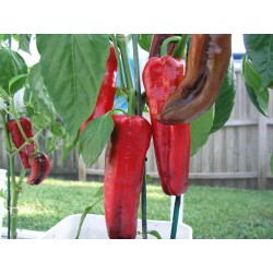 MARCONI RED Sweet Pepper Seeds 1.65 - 2