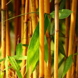 Golden Bamboo Seeds - fish pole bamboo (Phyllostachys aurea) 1.95 - 10