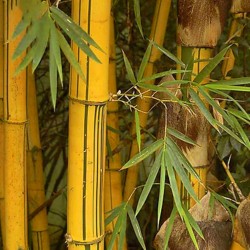 Semi di Bambù Dorato (Phyllostachys aurea) 1.95 - 8