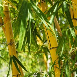 Golden Bamboo Seeds - fish pole bamboo (Phyllostachys aurea) 1.95 - 9