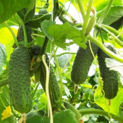 Cucumber "Shosha" F1 Russian High Quality Seeds 1.65 - 2