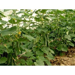 Cucumber "Shosha" F1 Russian High Quality Seeds 1.65 - 3