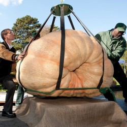 Sementes De Guinness Abóbora Gigante (824.86 kg) 3.65 - 5