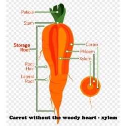 Carrot seeds, long blunt, xylem free (heart) 2.35 - 2