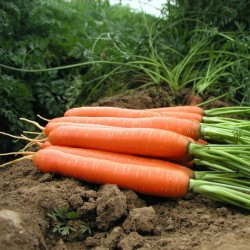 Graines de carotte, long émoussé, sans xylème (coeur) 2.35 - 1