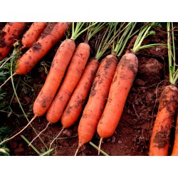 Carrot seeds, long blunt, xylem free (heart) 2.35 - 3
