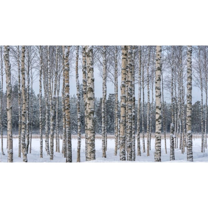 1.95 Graines de Bouleau (Betula)