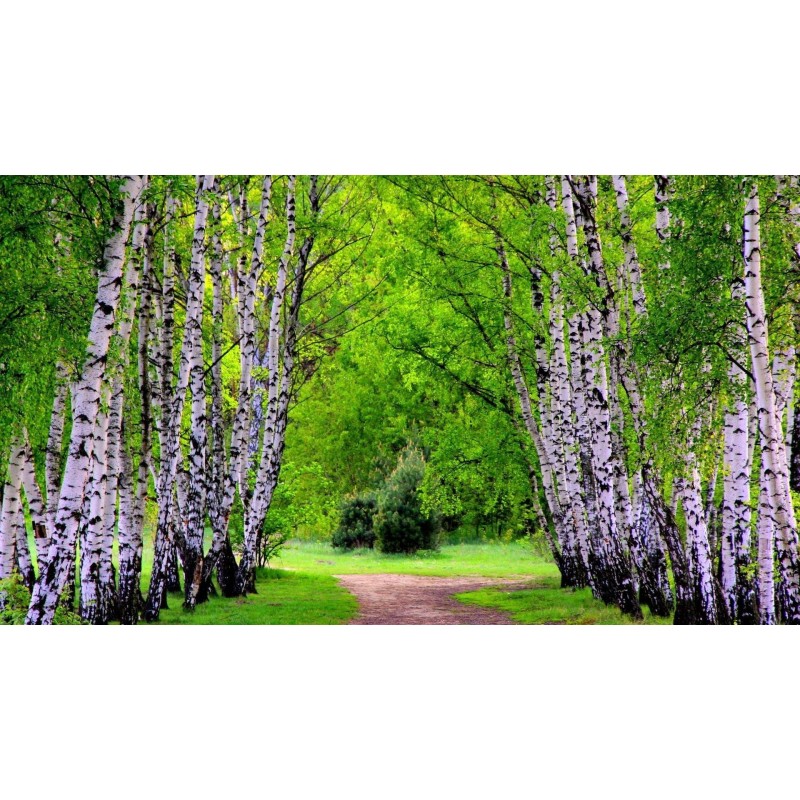 1.95 Birch Tree Seeds (Betula)