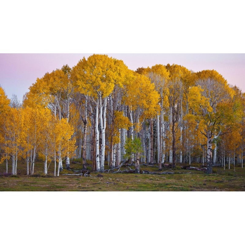 1.95 Birch Tree Seeds (Betula)