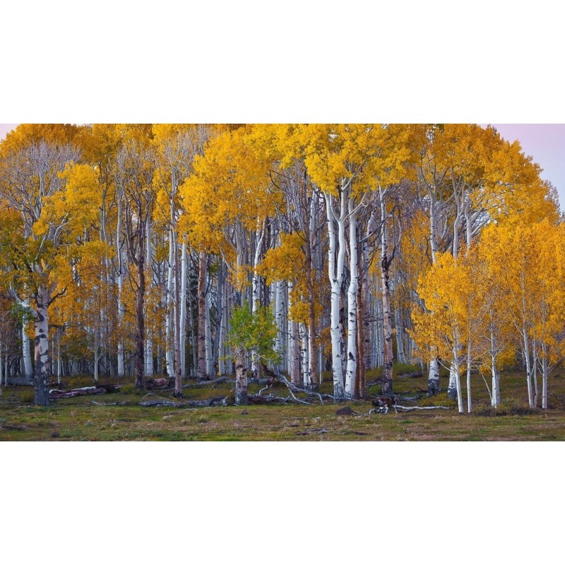 1.95 Birch Tree Seeds (Betula)