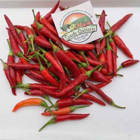 1.95 Serbian Mini VEZANKA Chili Seeds