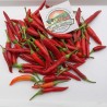 1.95 Semi di peperoncino serbo Mini VEZANKA