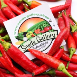 1.95 Σερβικά Τσίλι Μίνι VEZANKA Σπόροι