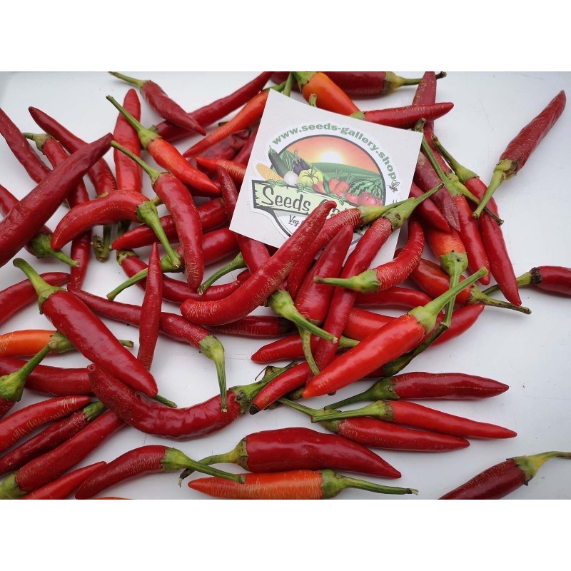 1.95 Serbian Mini VEZANKA Chili Seeds