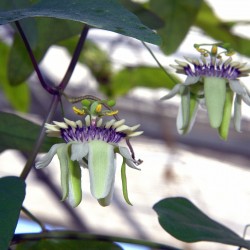 Semi Di Pianta Tropicale Passiflora (Passiflora colinvauxii) 1.85 - 1