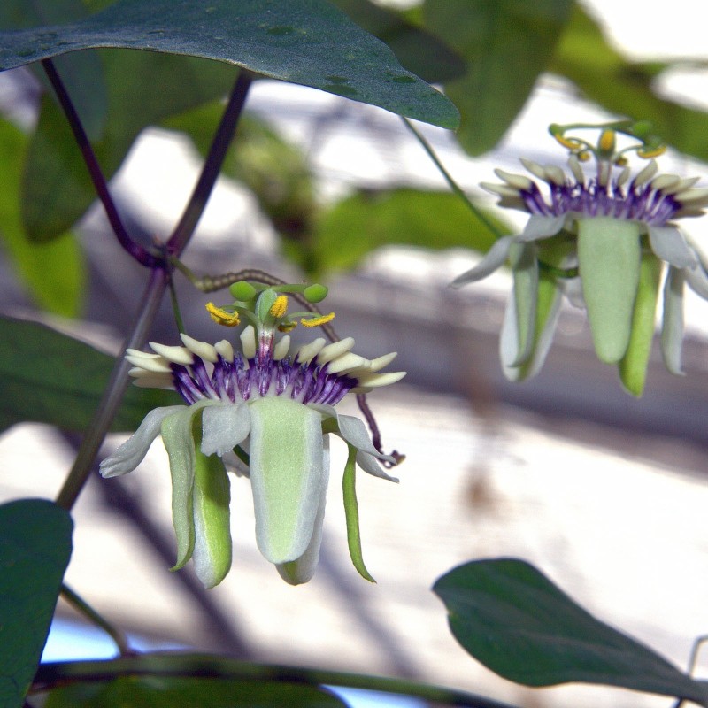 3 Graines Passiflora colinvauxii