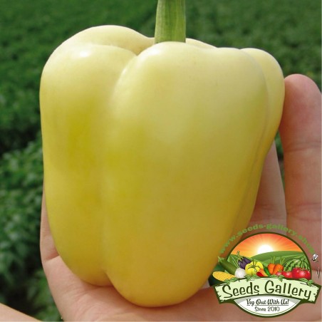 1.95 Sweet Pepper Seeds 'Soroksari'