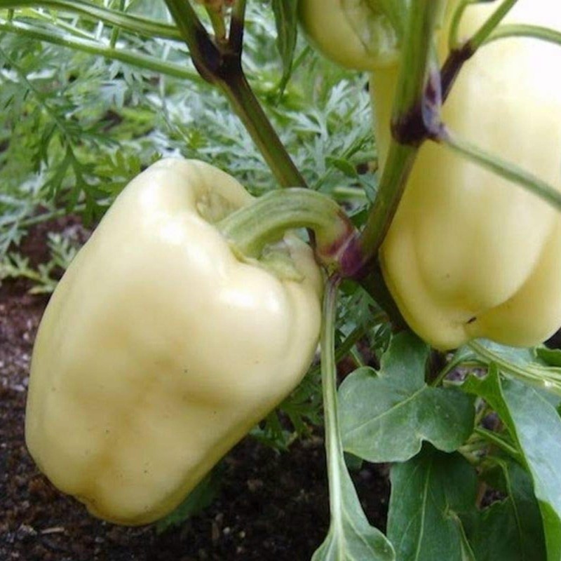1.95 Sweet Pepper Seeds 'Soroksari'