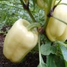1.95 Sweet Pepper Seeds 'Soroksari'