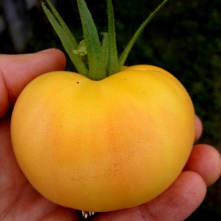 1.65 Semi di pomodoro da pesca da giardino