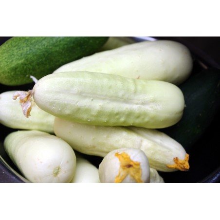 1.8 Semi di Cetriolo "Mezzo Lungo Bianco"
