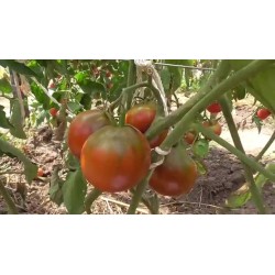 Semillas de tomate gitano 1.65 - 6