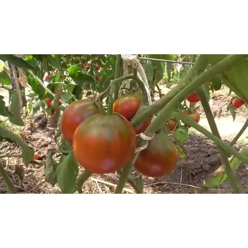 1.95 Gypsy Tomato Seeds